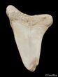 Inch Summerville Fossil Mako Shark Tooth #2835-1